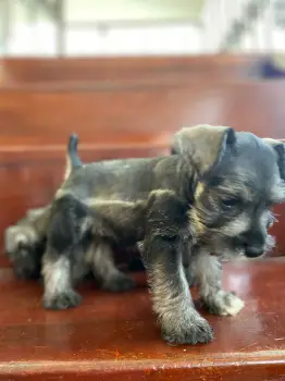 Schnauzer