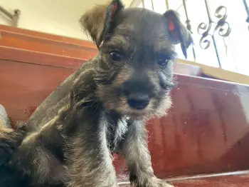 Schnauzer