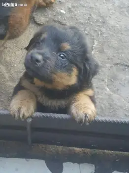 Rottweiler hembra de venta