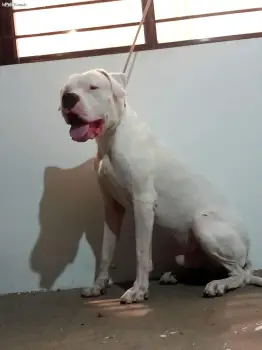 Cachorros dogo argentino con pedigri