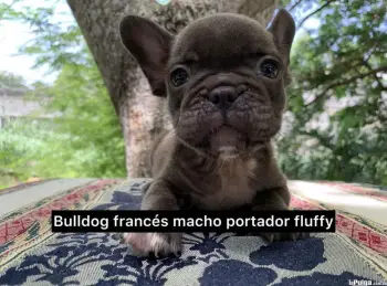 Bulldog francés