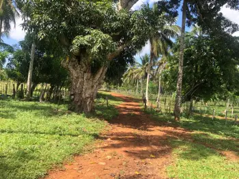 Vendo finca ganadera de 1352 tareas e rincón naranjo de bay