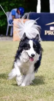 Cachorros border collie