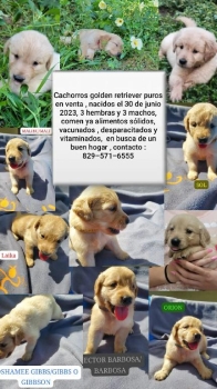 Hermosos golden retriever cachorros en venta