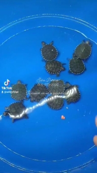 Tortugas pequeñas