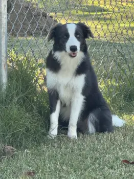 Vendo border collie hembra