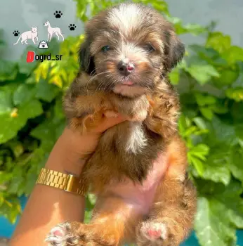 Yorkiepoo ambos sexos