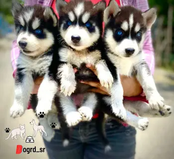 Husky siberiano ambos sexos