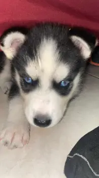 Oferta cachorro husky macho en santo domingo y vacuna al dia