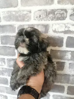 Oferta cachorro shih tzu macho en santo domino y vacunados