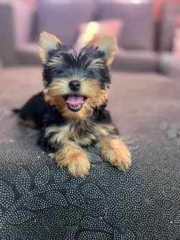 Oferta cachorro yorkie ambos sexo en santo domingo y vacunad