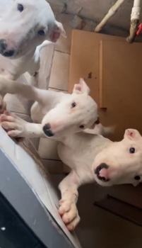 Oferta cachorro bull terrier ambos sexo en santo domingo y vacunado