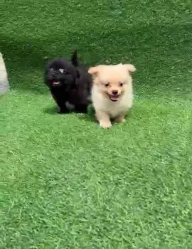 Oferta cachorro pomerania macho en santo domingo con su vacunados