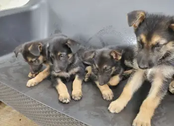 Oferta cachorro pastor aleman macho en santo domingo vacunad