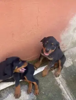 Oferta cachorro rottweiler hembra en santo domingo vacunado