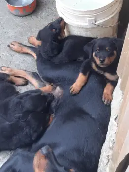 Oferta cachorro rottweiler macho en santo domingo con su vacuna