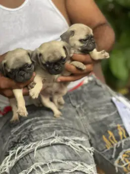 Cachorros pug