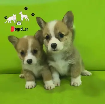Corgi ambos sexos