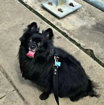 Pomerania con mariposa