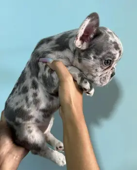 Bulldog francés