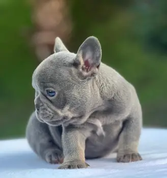 Bulldog frances