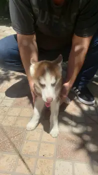 Husky siberiano
