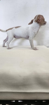 Chihuahuas deer head