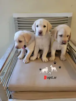 Labradores ambos sexos