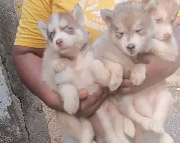 Husky siberiano ambos sexos