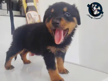 Rottwirer ambos sexos