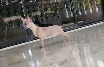 Chihuahuas desparasitados y vacunados