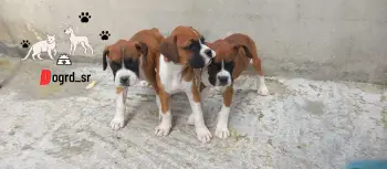 Boxer ambos sexos