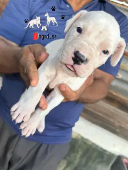 Dogo argentino ambos sexos