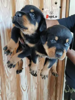 Rottwailer ambos sexos