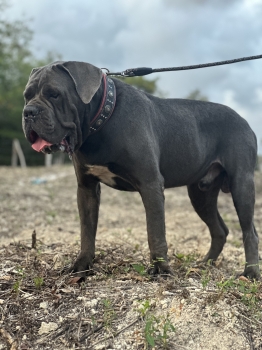 Cane corso con pedigree internacional
