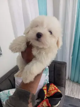 Oferta cachorro maltes macho en santo domingo con su vacuna