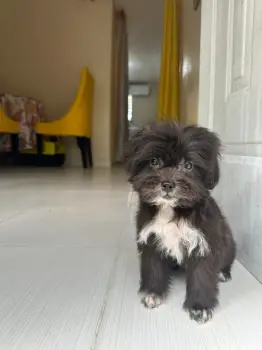 Oferta cachorro shipoo macho en santo domingo y todo al dia