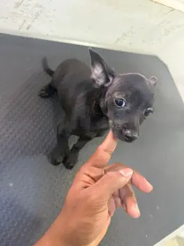 Oferta cachorro chihuahua macho en santo domingo con sus vacuna