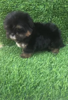 Oferta cachorro shipoo macho en santo domingo y todo al dia