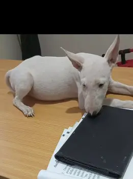 Oferta cachorro bullterrier macho en santo domingo con todo al dia