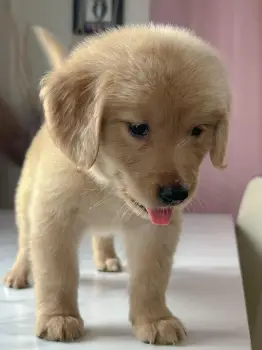 Oferta cachorro golden retriever hembra en santo domingo con su vacuna