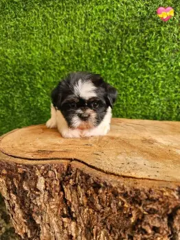 Oferta cachorro shih tzu hembra en santo domingo y vacuna al dia