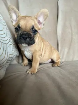 Oferta cachorro bulldog frances macho en santo domingo y vacuna al dia