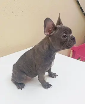 Oferta cachorro bulldog frances hembra en santo domingo y vacunado