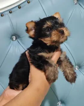 Oferta cachorro yorki macho en santo domingo con todo al dia