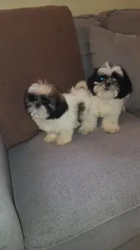 Oferta cachorro shih tzu macho en snato domingo y vacuna al dia