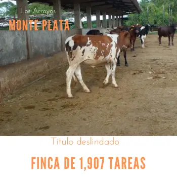 Vendo finca de 1907 tareas ganaderas con 300 cabezas de  ganado inclui