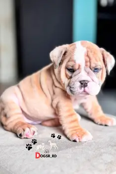 Bulldog inglés ambos sexos