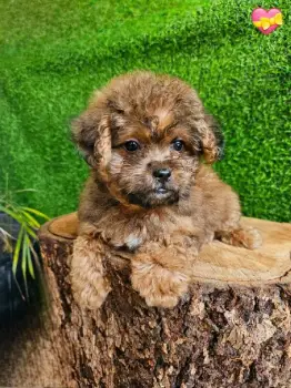 Yorkiepoo ambos sexos