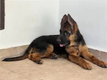 Se venden cachorras de pastor alemán